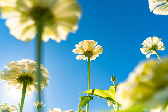 田野上盛开着白色的菊花