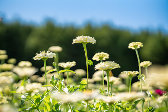 田野上盛开着白色的菊花