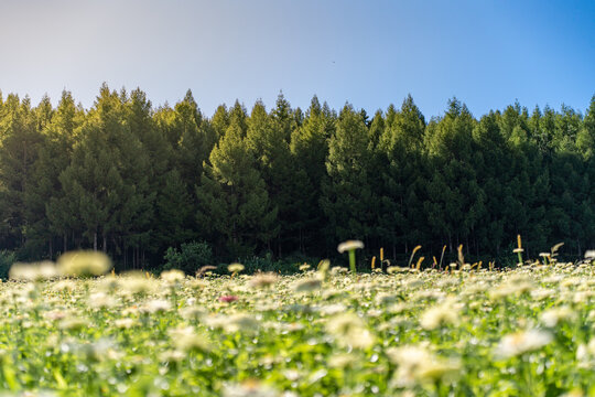 田野上盛开着白色的菊花