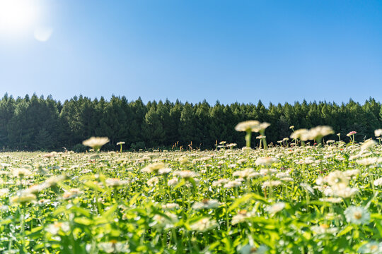 田野上盛开着白色的菊花