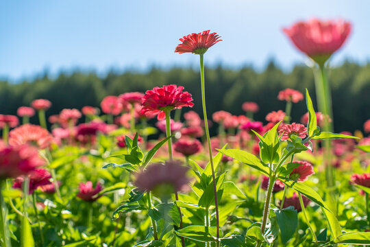 田野上盛开着白色的菊花