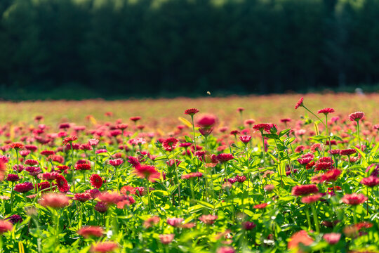 田野上盛开着红色的菊花