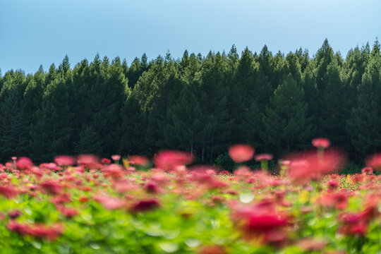 田野上盛开着红色的菊花