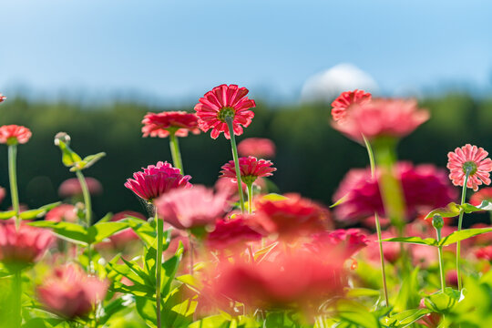 田野上盛开着红色的菊花