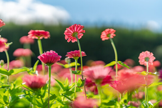 田野上盛开着红色的菊花