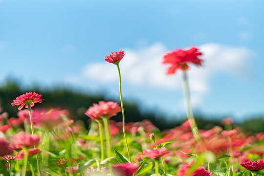 田野上盛开着红色的菊花