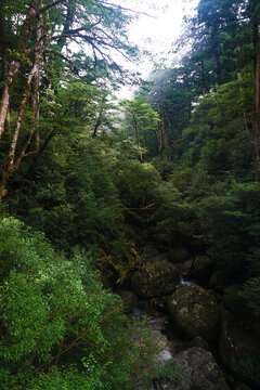 林间小溪水