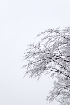 树枝穿上白雪的外衣