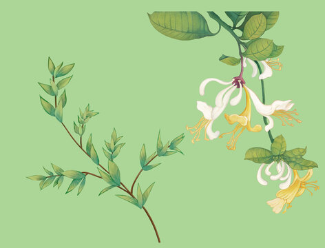 金銀花