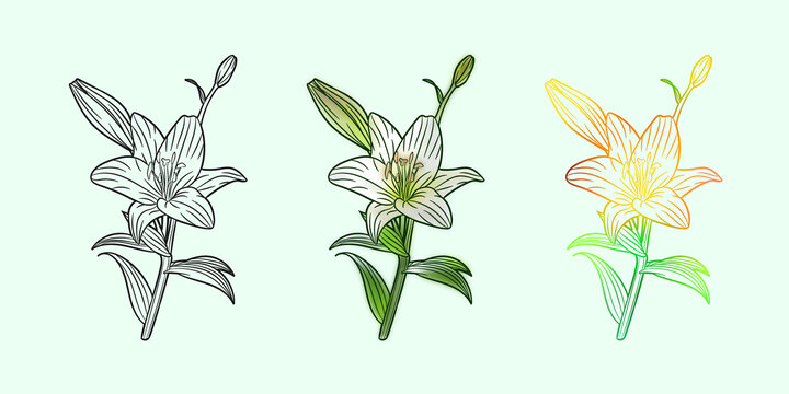 手繪矢量百合花
