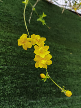 黄色的迎春花