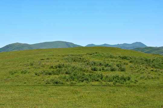 青山植被