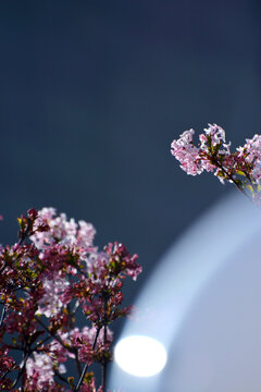 香荚蒾花