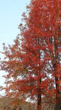 红色枫树