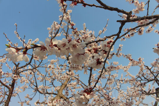 杏花村盛开粉色花朵蓝天