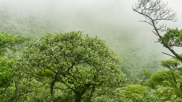 高山森林自然风光