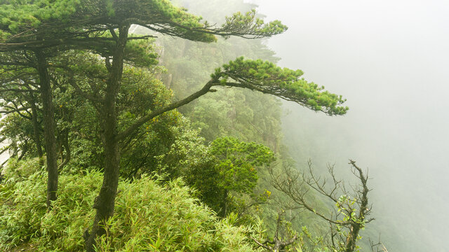 高山森林迎客松自然风光