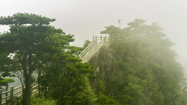 高山森林迎客松自然风光