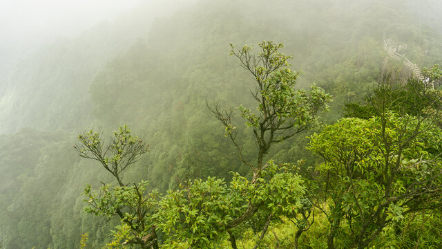 高山森林自然风光