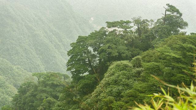 高山森林自然风光