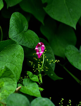 牵牛花喇叭花紫色花