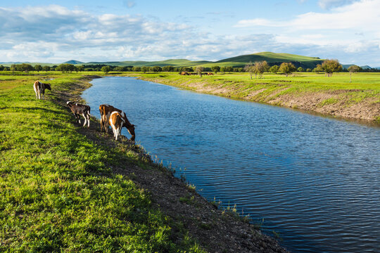 草原牧场河流牛喝水
