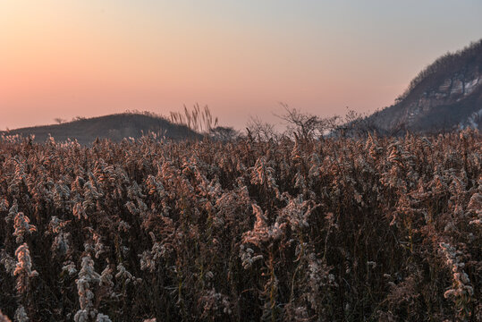 夕阳下帚石南