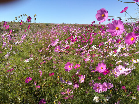 格桑花