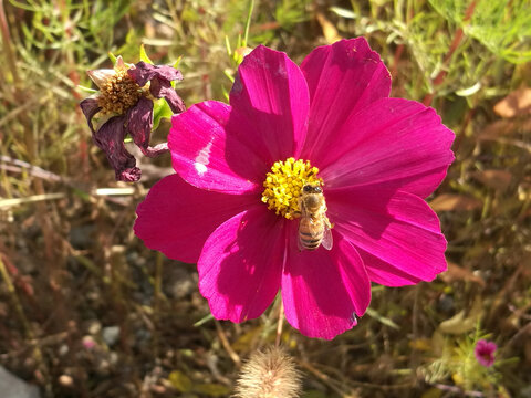 格桑花