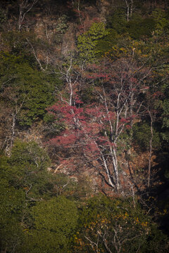 黄山国家5A级景区