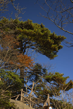 黄山松