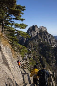 黄山松