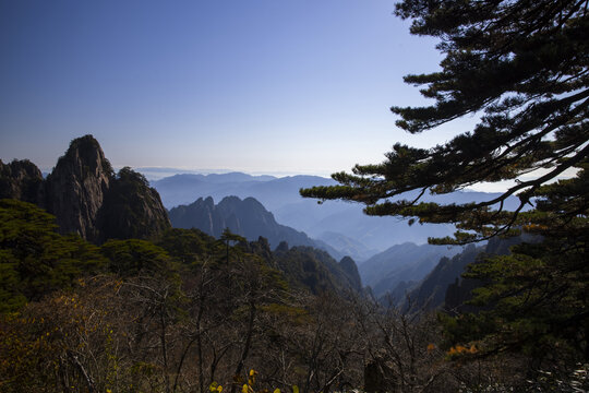 黄山松