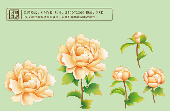 牡丹花國風(fēng)插畫