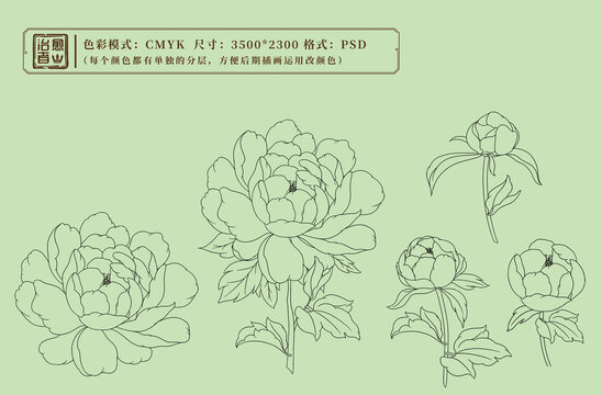 牡丹花國風插畫線稿