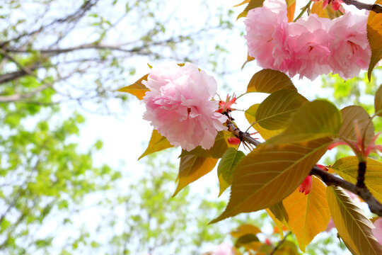 樱花林