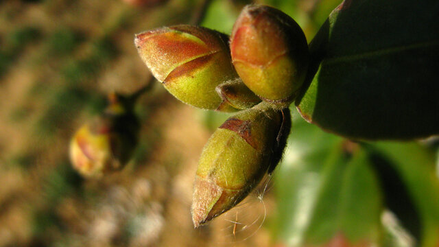 一丛茶梅花蕾