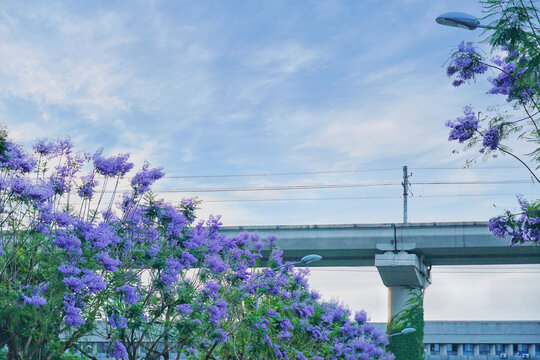 轻轨旁蓝花楹