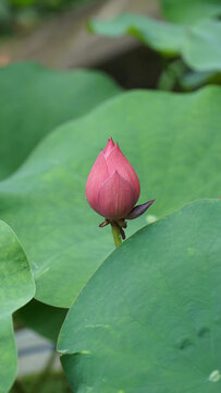 红色荷花花苞