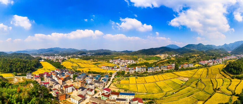 义乌大陈美丽乡村金色稻田全景