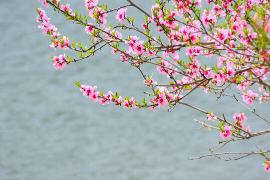 春风桃花