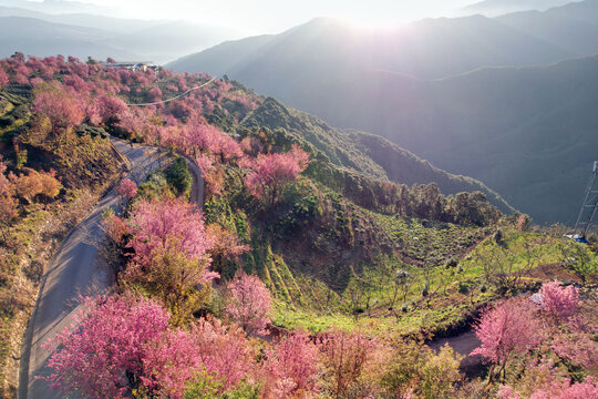 樱花谷