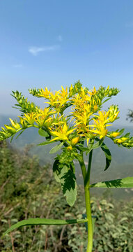 绿植黄花