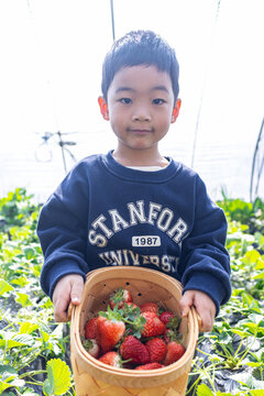 一个小男孩在采摘园采草莓