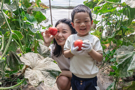 快乐的母子在蔬菜大棚采摘西红柿