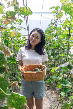 快乐的年轻女人在蔬菜大棚采摘西红柿