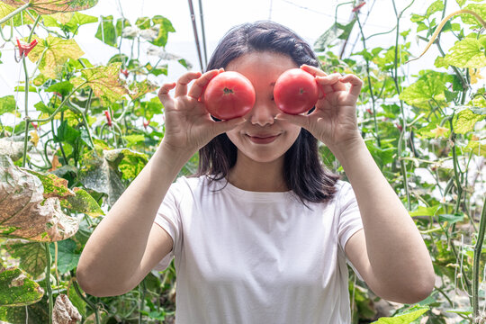 快乐的年轻女人在蔬菜大棚采摘西红柿