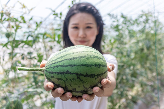 快乐的年轻女人在种植大棚采摘西瓜