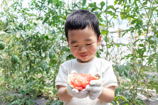 快乐的小男孩在种植大棚吃西瓜