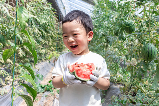 快乐的小男孩在种植大棚吃西瓜